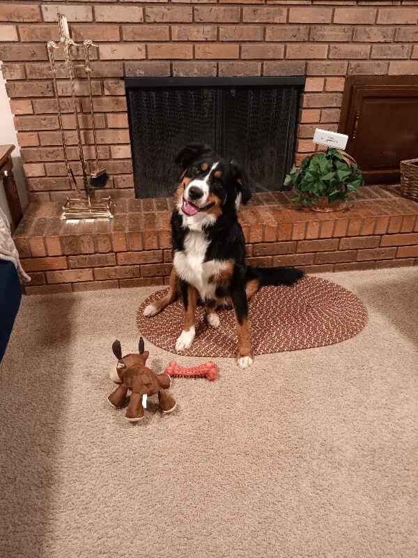 Picture of the Animal Listed